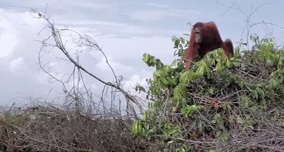 David Attenborough: A Life on Our Planet - Chăm lo cho thiên nhiên trước khi quá muộn - Ảnh 4.