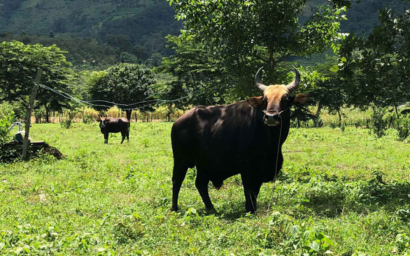 Nhiều câu hỏi quanh vụ bò tót lai: Bò dự án ốm o, bò dân nuôi to khỏe - Ảnh 1.
