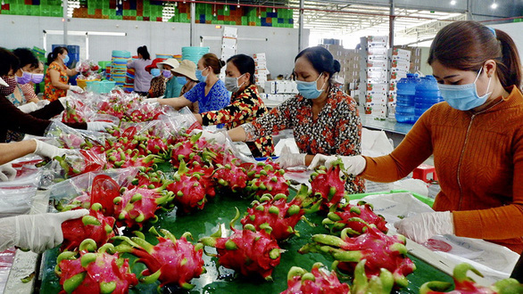 Có những lô thanh long xuất sang Thái Lan bị trả về do vượt tồn dư thuốc - Ảnh 1.