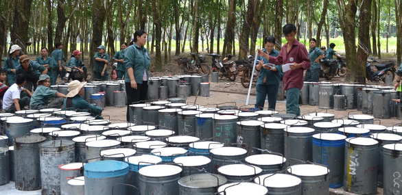 Giá mủ cao su tăng vọt, nông dân vui mừng - Ảnh 1.