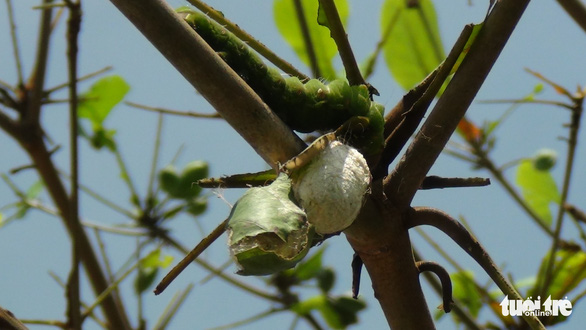 Sâu lạ ăn lá bàng ở Tiền Giang là loại sâu có giá trị trong sản xuất tơ lụa - Ảnh 4.