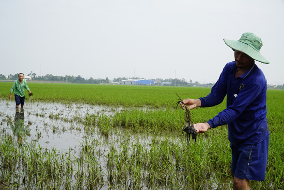 Mưa một trận bơm 5 ngày mới rút hết nước, nông dân đứng ngồi không yên - Ảnh 2.