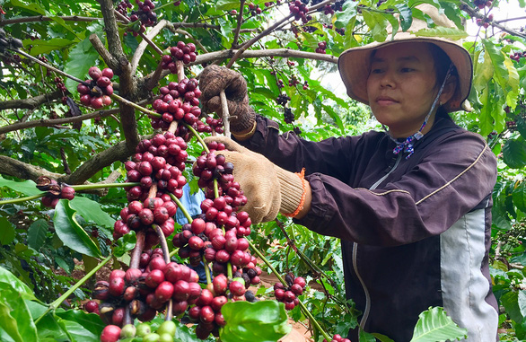 Giá cà phê thấp, nông dân không ngóc đầu lên được - Ảnh 1.