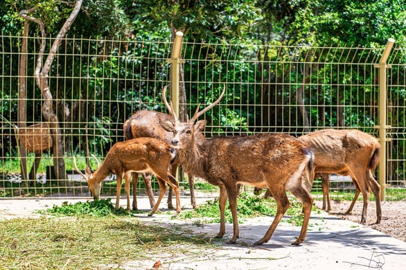 Đón năm mới 2021 tại suối khoáng nóng Minera Hot Springs Bình Châu - Ảnh 5. Đón năm mới 2021 tại suối khoáng nóng Minera Hot Springs Bình Châu - Ảnh 5.