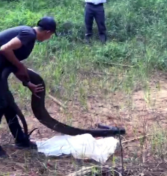 Thả rắn hổ mang chúa 21kg vào Khu bảo tồn thiên nhiên văn hóa Đồng Nai - Ảnh 1.