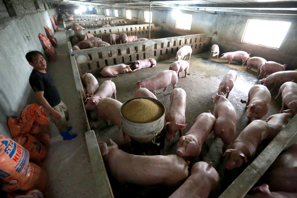 Đề nghị Thủ tướng chỉ đạo kiểm soát chặt nhập khẩu thịt để cứu giá thịt heo, gà - Ảnh 1.