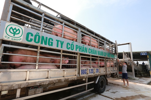 Doanh nghiệp lớn hạ giá heo xuống dưới 75.000 đồng/kg - Ảnh 1. Doanh nghiệp lớn hạ giá heo xuống dưới 75.000 đồng/kg - Ảnh 1.