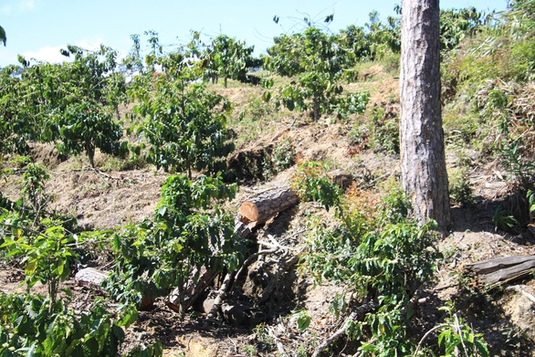 Đốt cháy, chặt hàng trăm cây thông 20 năm tuổi rồi dựng bảng mua bán đất - Ảnh 4. Đốt cháy, chặt hàng trăm cây thông 20 năm tuổi rồi dựng bảng mua bán đất - Ảnh 4.
