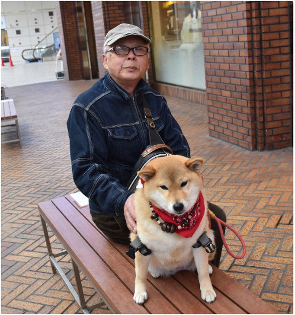 Chó Rin - giống Shiba Inu - kiên nhẫn ngồi chờ chủ ‘đốn tim’ khách qua đường - Ảnh 1. Chó Rin - giống Shiba Inu - kiên nhẫn ngồi chờ chủ ‘đốn tim’ khách qua đường - Ảnh 1.