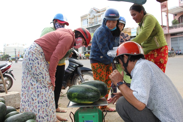 Hàng trăm tấn dưa hấu của nông dân ùn ứ vì dịch corona, thương lái trả giá 1.000 đồng/kg - Ảnh 3. Hàng trăm tấn dưa hấu của nông dân ùn ứ vì dịch corona, thương lái trả giá 1.000 đồng/kg - Ảnh 3.