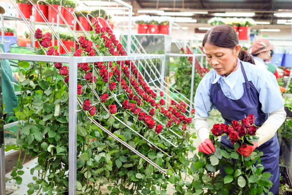 Vùng hoa hồng Đà Lạt thấp thỏm chờ lễ 8-3 - Ảnh 1. Vùng hoa hồng Đà Lạt thấp thỏm chờ lễ 8-3 - Ảnh 1.