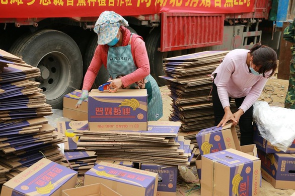 Dân làng gom 22 tấn chuối gửi đến tâm dịch Vũ Hán - Ảnh 4. Dân làng gom 22 tấn chuối gửi đến tâm dịch Vũ Hán - Ảnh 4.
