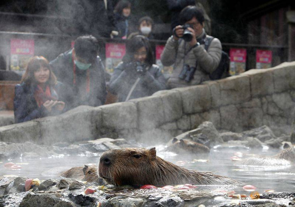 Đến Nhật xem chuột capybara tắm nước nóng - Ảnh 1. Đến Nhật xem chuột capybara tắm nước nóng - Ảnh 1.