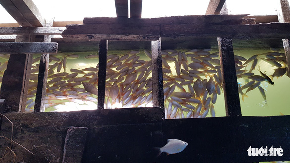Hàng chục tấn cá nuôi trên sông Cái Vừng lại chết vì thiếu oxy - Ảnh 3.