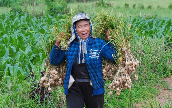 Tin giả: Lây trên mạng từ tỏi Lý Sơn, máy bay rơi đến hỗn loạn corona - Ảnh 1. Tin giả: Lây trên mạng từ tỏi Lý Sơn, máy bay rơi đến hỗn loạn corona - Ảnh 1.