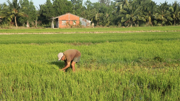 Giảm thiệt hại do xâm nhập mặn ĐBSCL: Một thách thức lớn - Ảnh 1. Giảm thiệt hại do xâm nhập mặn ĐBSCL: Một thách thức lớn - Ảnh 1.