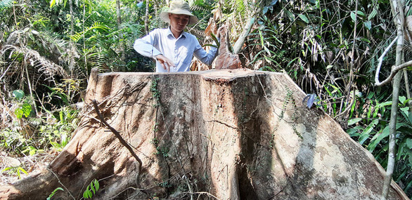 Rừng phòng hộ lưu vực thủy điện bị đốn hạ, Quảng Nam yêu cầu xử lý nghiêm - Ảnh 4.