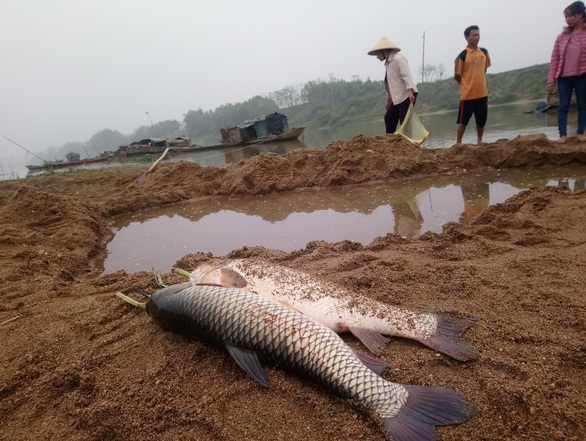 Cá chết hàng loạt trên sông Chu - Ảnh 4. Cá chết hàng loạt trên sông Chu - Ảnh 4.