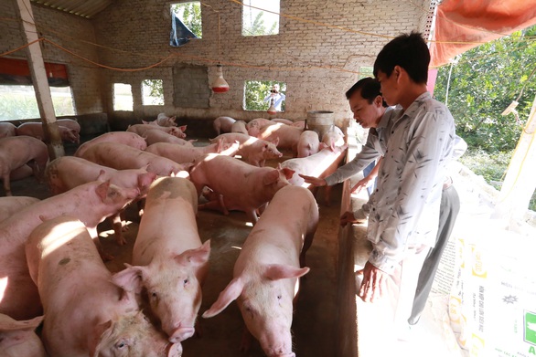 Giá heo từ chuồng ra chợ gấp 1,7 lần, kiến nghị đưa vào diện bình ổn giá - Ảnh 1. Giá heo từ chuồng ra chợ gấp 1,7 lần, kiến nghị đưa vào diện bình ổn giá - Ảnh 1.