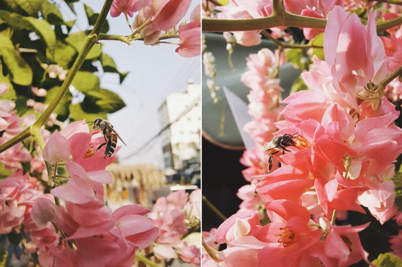 Thế giới của vạn vật tý hon qua lăng kính macro - Ảnh 2. Thế giới của vạn vật tý hon qua lăng kính macro - Ảnh 2.