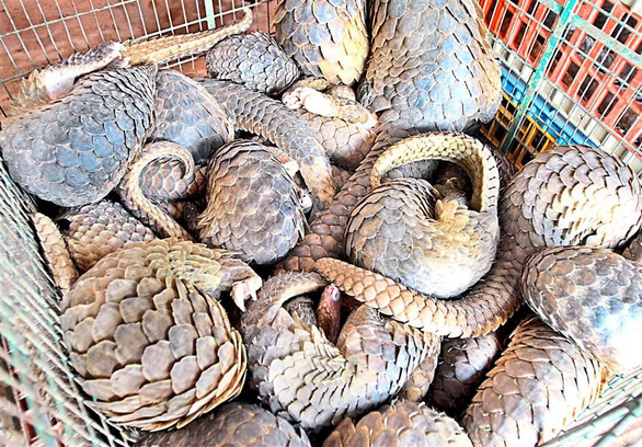 Những động vật hoang dã mang virus gây đại dịch - Ảnh 2. Những động vật hoang dã mang virus gây đại dịch - Ảnh 2.