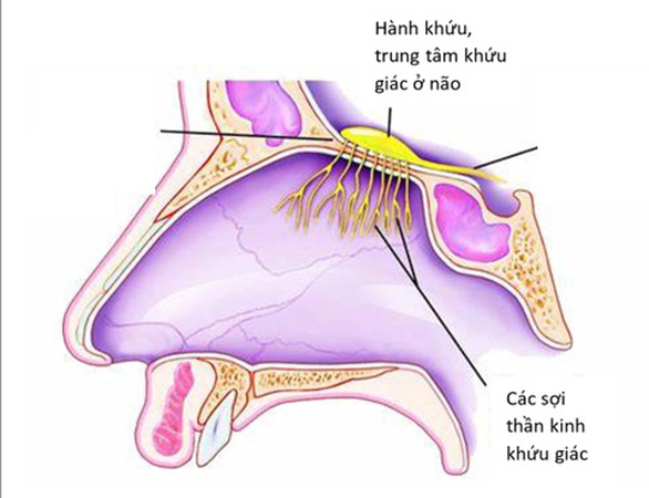 Mất mùi đột ngột: có thể là triệu chứng duy nhất ở bệnh nhân COVID-19 - Ảnh 1. Mất mùi đột ngột: có thể là triệu chứng duy nhất ở bệnh nhân COVID-19 - Ảnh 1.