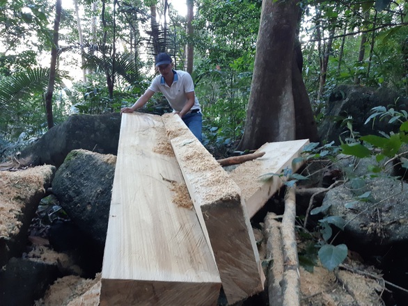 Yêu cầu khởi tố vụ lâm tặc xẻ gỗ ngay trong rừng phòng hộ đầu nguồn - Ảnh 1. Yêu cầu khởi tố vụ lâm tặc xẻ gỗ ngay trong rừng phòng hộ đầu nguồn - Ảnh 1.