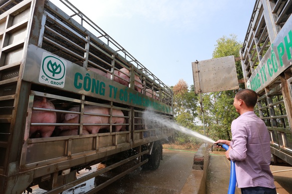 Doanh nghiệp chăn nuôi heo cam kết hạ giá heo hơi xuống 70.000 đồng/kg từ 1-4 - Ảnh 2. Doanh nghiệp chăn nuôi heo cam kết hạ giá heo hơi xuống 70.000 đồng/kg từ 1-4 - Ảnh 2.