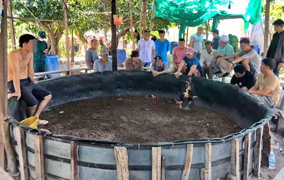 Phá điểm đá gà ăn tiền trên đảo ở Nha Trang - Ảnh 1. Phá điểm đá gà ăn tiền trên đảo ở Nha Trang - Ảnh 1.