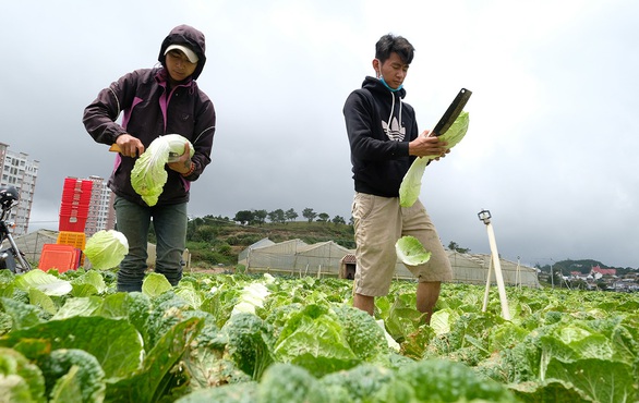 Lý do rau củ Đà Lạt không tăng giá - Ảnh 1. Lý do rau củ Đà Lạt không tăng giá - Ảnh 1.