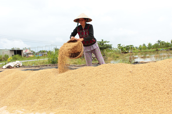 Sau vụ mở tờ khai nửa đêm: Kiến nghị giao hạn ngạch xuất khẩu gạo cho địa phương - Ảnh 2. Sau vụ mở tờ khai nửa đêm: Kiến nghị giao hạn ngạch xuất khẩu gạo cho địa phương - Ảnh 2.