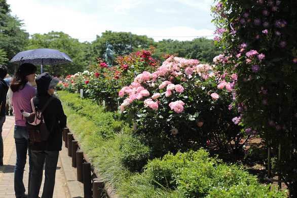 Nhật Bản cắt bỏ hàng chục ngàn hoa hồng, hoa tulip để ngăn người dân ngắm hoa - Ảnh 1.