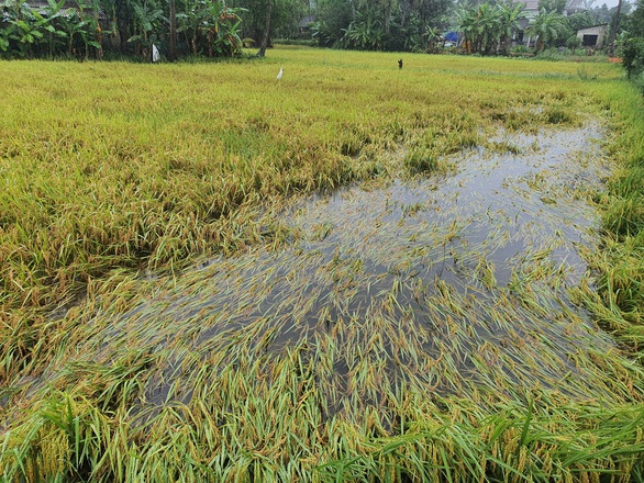 Nhiều nơi nắng hạn, Thừa Thiên Huế lại ngập vì mưa, vụ mùa bị đe dọa - Ảnh 2. Nhiều nơi nắng hạn, Thừa Thiên Huế lại ngập vì mưa, vụ mùa bị đe dọa - Ảnh 2.