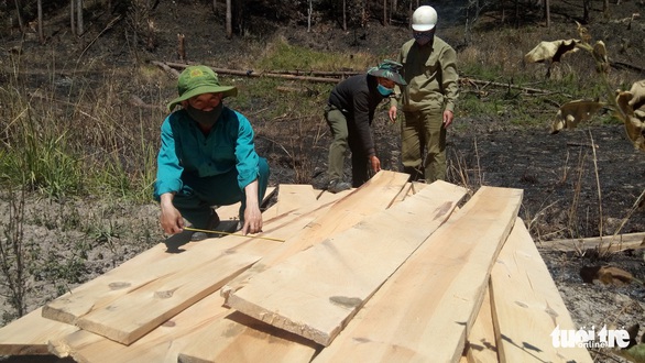 Giữa đêm phát hiện nhóm lâm tặc phá rừng nội ô Đà Lạt - Ảnh 3. Giữa đêm phát hiện nhóm lâm tặc phá rừng nội ô Đà Lạt - Ảnh 3.