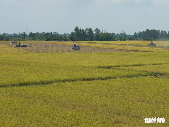 An Giang kiến nghị cho xuất khẩu gạo cứu nông dân và doanh nghiệp - Ảnh 1. An Giang kiến nghị cho xuất khẩu gạo cứu nông dân và doanh nghiệp - Ảnh 1.