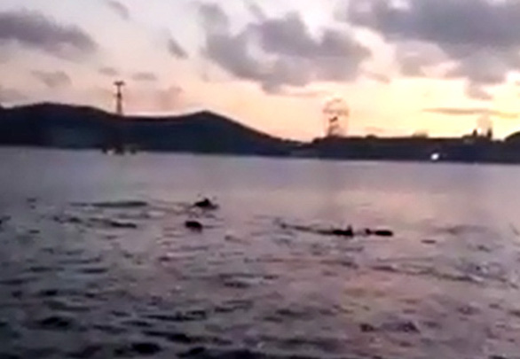 Đàn cá heo ‘nhảy múa trên vịnh Nha Trang, bình thường hay bất thường? - Ảnh 2.
