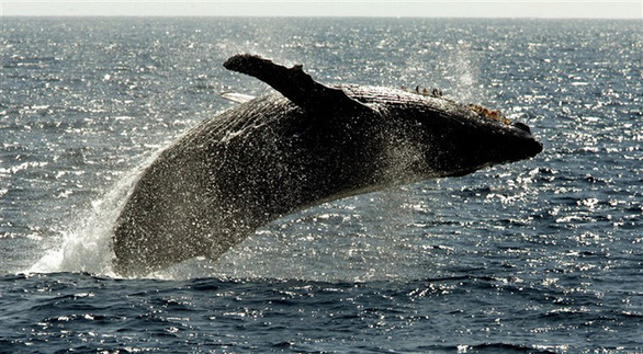Tưởng đã tuyệt chủng, cá voi lưng gù hồi sinh ngoại mục - Ảnh 2.