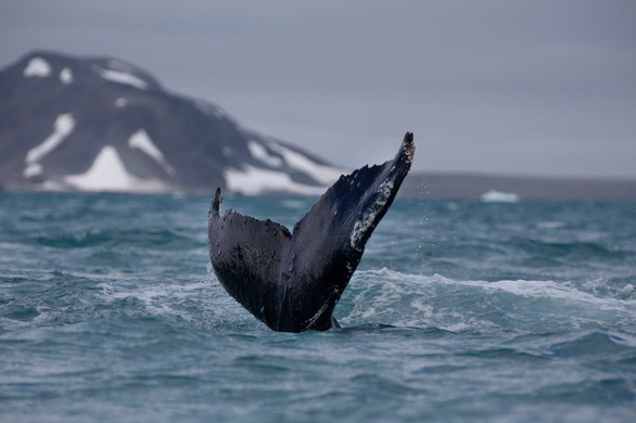 Tưởng đã tuyệt chủng, cá voi lưng gù hồi sinh ngoại mục - Ảnh 3.