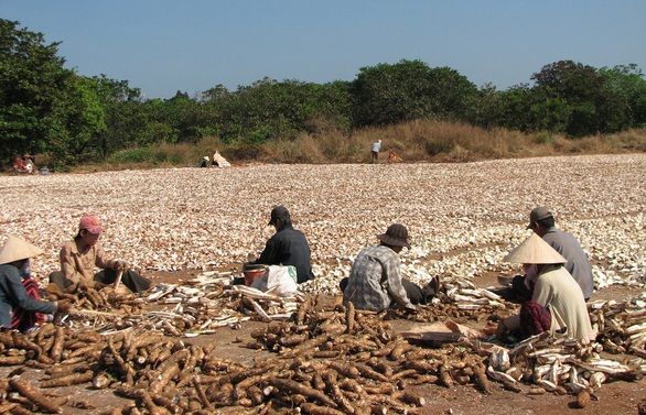 Nhà máy ethanol Bình Phước nằm yên cũng lỗ cả ngàn tỉ đồng - Ảnh 2. Nhà máy ethanol Bình Phước nằm yên cũng lỗ cả ngàn tỉ đồng - Ảnh 2.