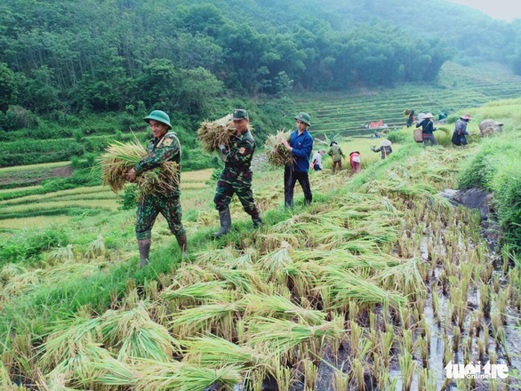 Bạn trẻ đội nắng hè xuống đồng giúp dân gặt lúa - Ảnh 2.