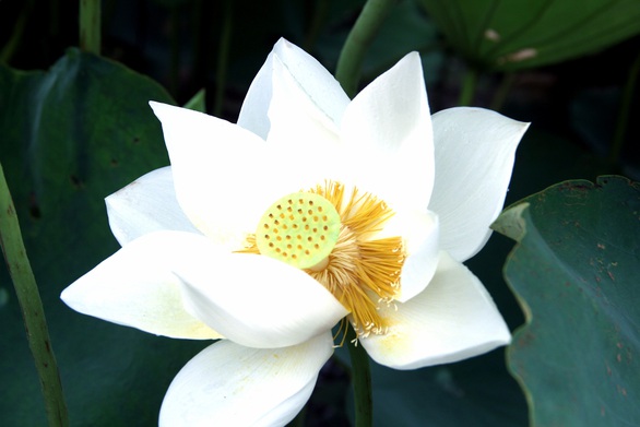 Ngây ngất với đầm sen trắng xứ Huế ở Hà thành - Ảnh 2. Ngây ngất với đầm sen trắng xứ Huế ở Hà thành - Ảnh 2.
