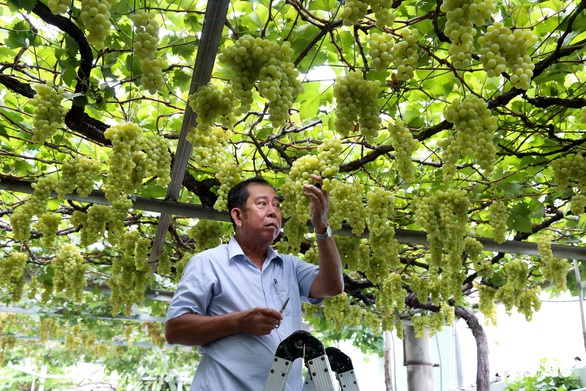 Có một vườn nho trĩu quả, giòn ngọt ở quận 9 - Ảnh 1. Có một vườn nho trĩu quả, giòn ngọt ở quận 9 - Ảnh 1.