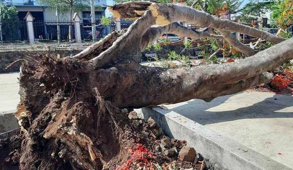 Đắk Lắk: một cây phượng vĩ lớn bật gốc trong sân trường - Ảnh 1. Đắk Lắk: một cây phượng vĩ lớn bật gốc trong sân trường - Ảnh 1.