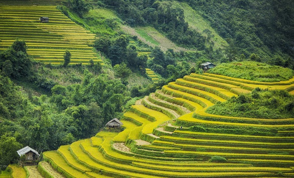 Ruộng bậc thang Việt Nam được sử dụng trong thiết kế cảnh quan - Ảnh 1. Ruộng bậc thang Việt Nam được sử dụng trong thiết kế cảnh quan - Ảnh 1.