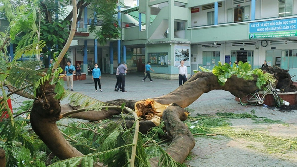 TP.HCM sẽ có quy chế quản lý, chăm sóc cây xanh trường học - Ảnh 1. TP.HCM sẽ có quy chế quản lý, chăm sóc cây xanh trường học - Ảnh 1.