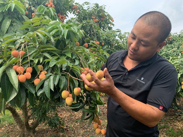 Thủ tướng đồng ý cho 300 thương nhân Trung Quốc sang mua vải thiều Lục Ngạn - Ảnh 1. Thủ tướng đồng ý cho 300 thương nhân Trung Quốc sang mua vải thiều Lục Ngạn - Ảnh 1.