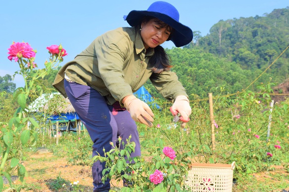 Hoa hồng trên đồi núi Tây Giang - Ảnh 3. Hoa hồng trên đồi núi Tây Giang - Ảnh 3.