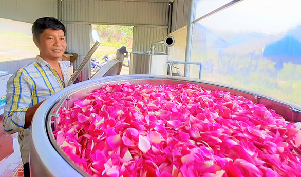 Hoa hồng trên đồi núi Tây Giang - Ảnh 1. Hoa hồng trên đồi núi Tây Giang - Ảnh 1.