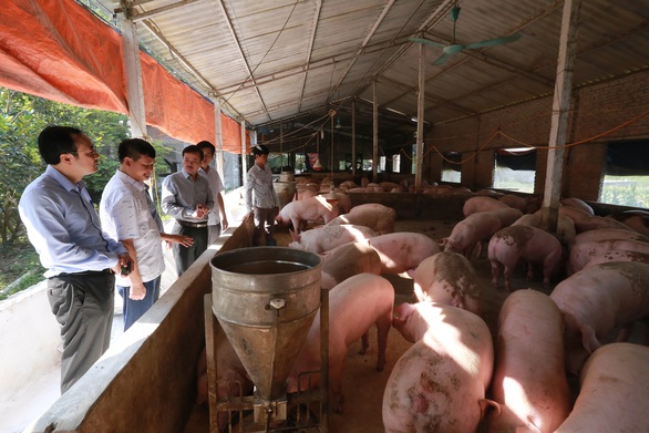 Bộ Nông nghiệp nói gì khi giá thịt heo vẫn tăng? - Ảnh 1. Bộ Nông nghiệp nói gì khi giá thịt heo vẫn tăng? - Ảnh 1.