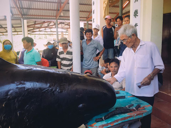 Hàng trăm người vây xem cá Ông Chuông lụy bờ ở Nha Trang - Ảnh 2. Hàng trăm người vây xem cá Ông Chuông lụy bờ ở Nha Trang - Ảnh 2.